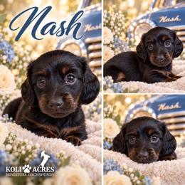 Nash - Yellow Collar - Black and tan male Dachshund puppy in Kemp, Texas from Koli Acres