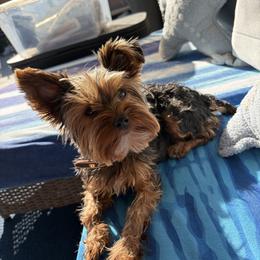 Dachshunds and Yorkshire Terriers from Suzane Bojorquez