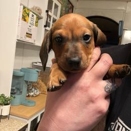 Blue collar - Red male Dachshund puppy in La Pine, Oregon from RoseDox Dachshunds