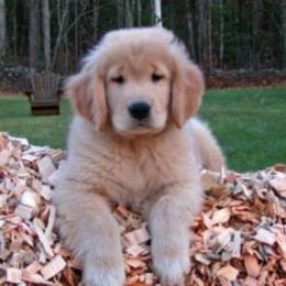 Golden Retrievers from Anam Cara Goldens