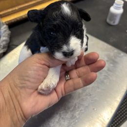 Carli - Parti female Miniature Schnauzer puppy in Lynchburg, Missouri from Copper Rose Farm