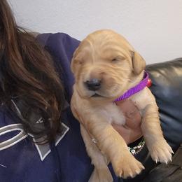 Maisy - Golden female Golden Retriever puppy in Milwaukee, Wisconsin from Pedigree Golden Retrievers