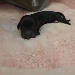 Dark enchantment - Brindle male Dachshund puppy in Bristol, Tennessee from It's Mini Wieners Baby