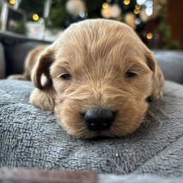 Girl 2 - Apricot female Goldendoodle puppy in Mattawan, Michigan from Doodifuldoods