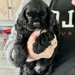 Cocker Spaniel Puppies from Belive in Dreams Cockers