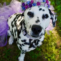 Basset Hound and Dalmatian Puppies from Lazy B Bassets and Dalmatians