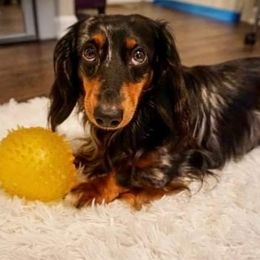 Harvey - Dachshund