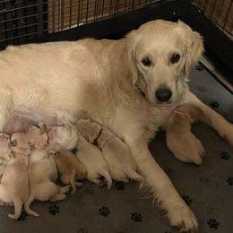 Golden Retriever Puppies from Family Loved Golden Retrievers