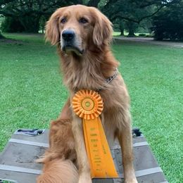Golden Retrievers and Labrador Retrievers from Iron Sky Retrievers
