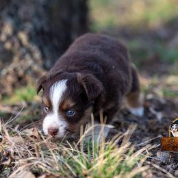 Miniature American Shepherd, Miniature Australian Shepherd, and Toy Australian Shepherd Puppies from Best Little Aussies
