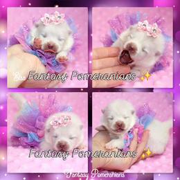 Elsa - White female Pomeranian puppy in Anna, Texas from Fantasy Pomeranians & Fantasy Aussies
