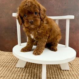 Girl 3 - Red female Cockapoo puppy in Beresford, South Dakota from DAKOTA DOOD RANCH