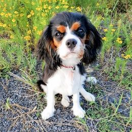 Cavalier King Charles Spaniels from Hearts of Hope