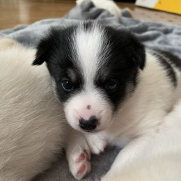 Pomsky Puppies from Ocean State Pomskies
