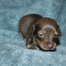 Jazz - Red female Dachshund puppy in La Junta, Colorado from Royal King’s Mini Dachshunds