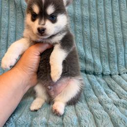 Kai - Blue male Pomsky puppy in Aberdeen, Idaho from Willow Creek Cresteds