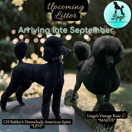 Poodle puppies from Lingo Standard Poodles