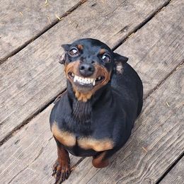 Giselle - Miniature Pinscher