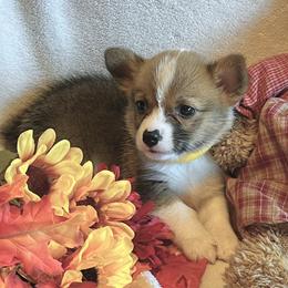 Pembroke Welsh Corgi Puppies from Circle D Corgis