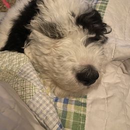 Sheepadoodle Puppies from Roughneck Doodles
