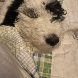 Sheepadoodle Puppies from Roughneck Doodles