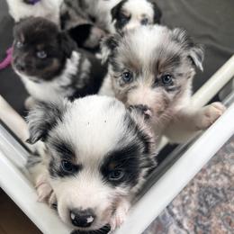 Australian Shepherd puppies from In the Piney Woods ETX