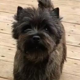 Cairn Terriers from Cairnforyou