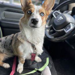 Ocean - Pembroke Welsh Corgi