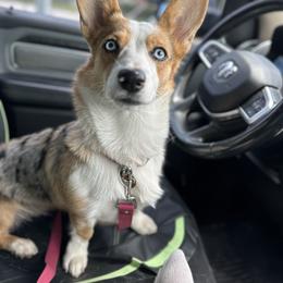 Ocean - Pembroke Welsh Corgi
