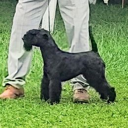 Giant Schnauzer and Lakeland Terrier Puppies from Lazy VL Lakelands