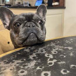 Bulldog and French Bulldog All Grown Up from Salem Bulldogs