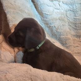 Boy 2 Green Collar - Chocolate male Labrador Retriever puppy in Vacaville, California from Mathew's Labradors