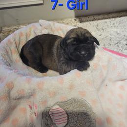 Girl 3 - Fawn female Mastiff puppy in Atlanta, Michigan from Legacy Mastiffs