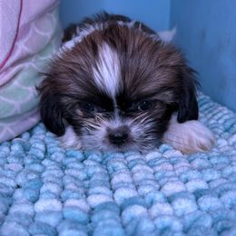 Barbie - Chocolate and tan female Shih Tzu puppy in Bradley, South Carolina from Katie’s Kennel