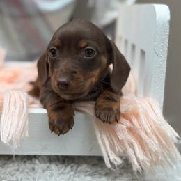 Sadie - Chocolate and tan female Dachshund puppy in Decatur, Mississippi from KP Dachshunds