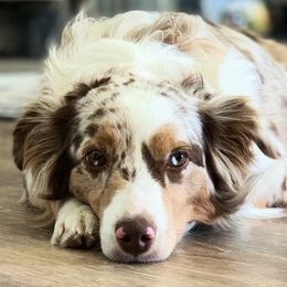 Miniature Australian Shepherds from Our LittleBit Ranch