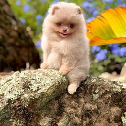 Sequence - Lavender female Pomeranian puppy in Stockton, California from Pommiepalace