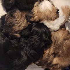 Shichon Puppies from Tri-County Kennels