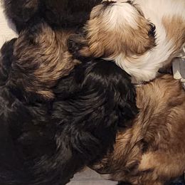 Shichon Puppies from Tri-County Kennels