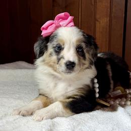 Pink collar - Blue merle female Miniature Australian Shepherd puppy in 32046, Florida from River Hill Ranch