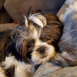 Dexter - Shih Tzu