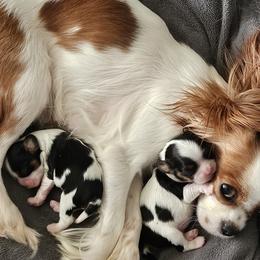 Cavalier King Charles Spaniels from Annette Kakazu