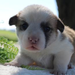 Buffy - Sable male Pembroke Welsh Corgi puppy in North Manchester, Indiana from Covered Bridge Corgis