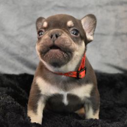 Bulldog and French Bulldog Puppies from Raise The Woof Bulldogs