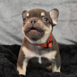 Bulldog and French Bulldog Puppies from Raise The Woof Bulldogs