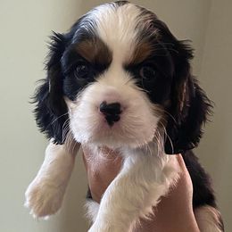 Cavalier King Charles Spaniels from Serenity Cavaliers