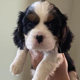 Cavalier King Charles Spaniels from Serenity Cavaliers