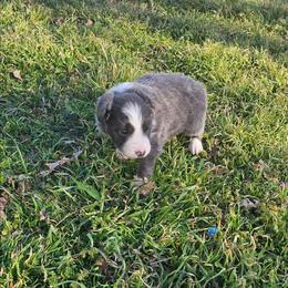 Blue - Blue male Border Collie puppy in Springtown, Texas from CRL Farms