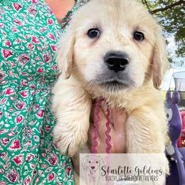 MI - a name I call myself (pink) - Light golden female Golden Retriever puppy in Argyle, Texas from Skarlotte Goldens, LLC