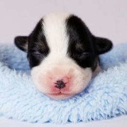 American Corgi and Pembroke Welsh Corgi Puppies from Whimsical Treasure Corgis